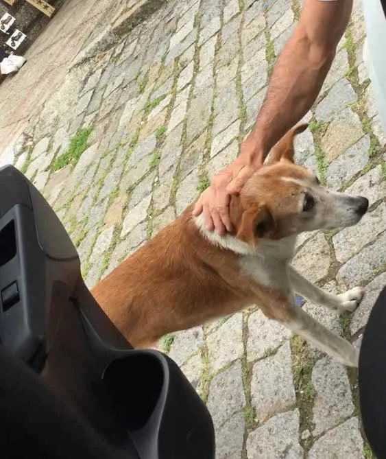 Cachorro ra a  idade 2 anos nome Miga 