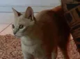 Penelope