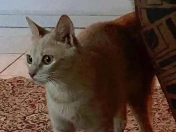 Gato ra a Srd idade 7 a 11 meses nome Penelope