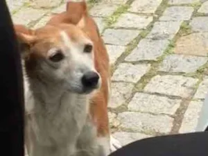 Cachorro raça  idade 2 anos nome Miga 