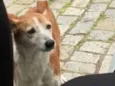 Miga