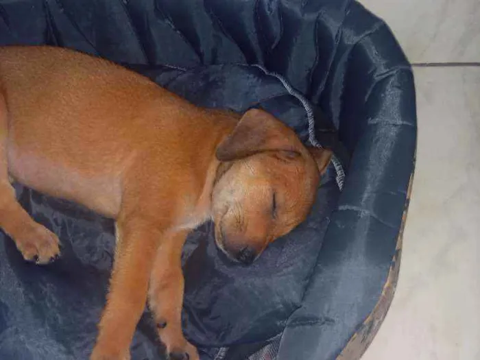 Cachorro ra a Vira lata idade Abaixo de 2 meses nome Jade