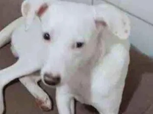 Cachorro raça  idade 7 a 11 meses nome Neve 