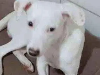 Cachorro ra a  idade 7 a 11 meses nome Neve 