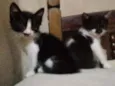 Mel e lua