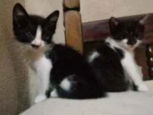 Gato raça Srd idade Abaixo de 2 meses nome Mel e lua