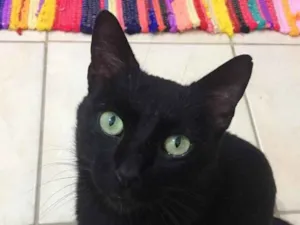 Gato raça  idade 2 a 6 meses nome Não sei 