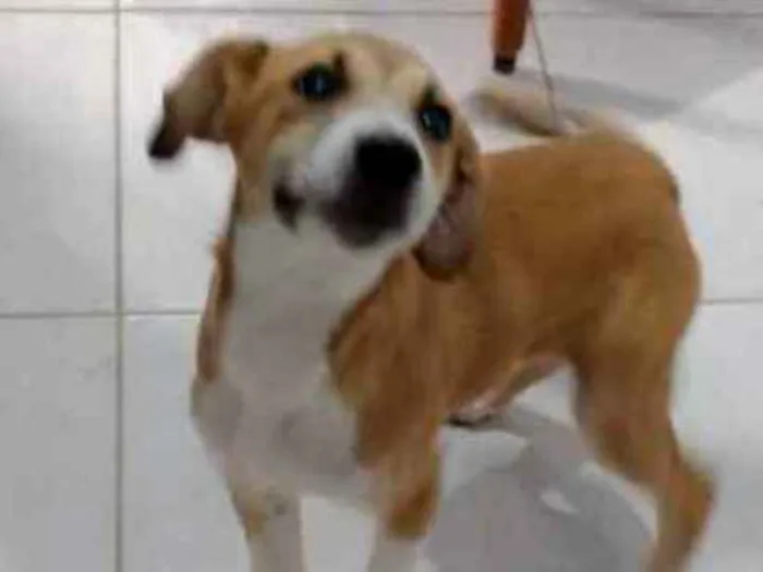 Cachorro ra a  idade 2 a 6 meses nome Bartô 