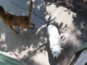 Cachorro raça Pitbull com vira lata idade 6 ou mais anos nome Amy 