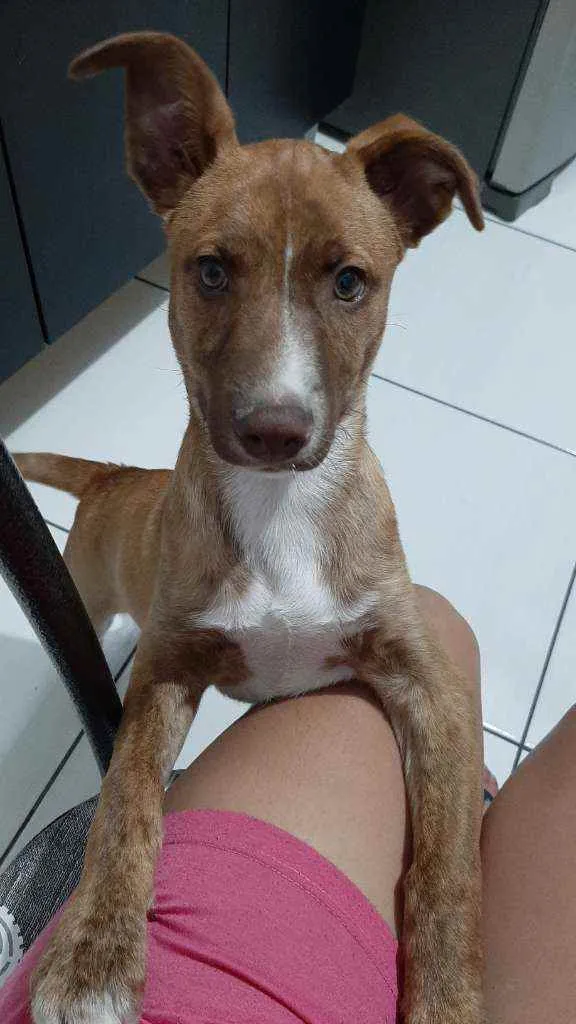 Cachorro ra a Vira lata idade 2 a 6 meses nome Romeu