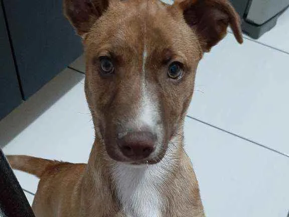 Cachorro ra a Vira lata idade 2 a 6 meses nome Romeu