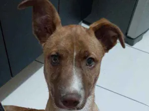 Cachorro raça Vira lata idade 2 a 6 meses nome Romeu