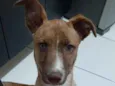 Romeu