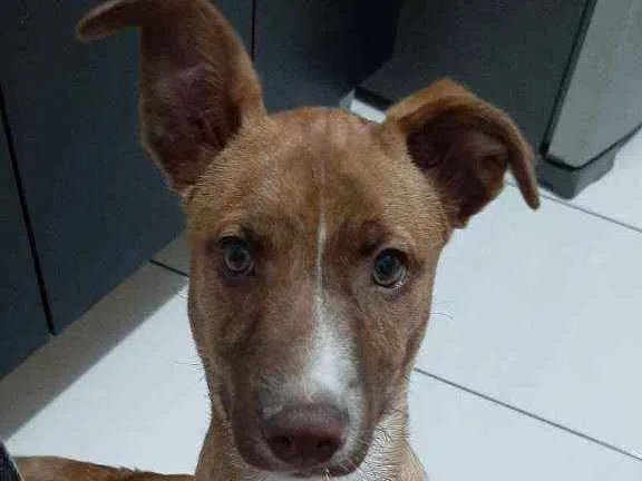 Cachorro ra a Vira lata idade 2 a 6 meses nome Romeu