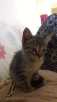 Theo e Tico