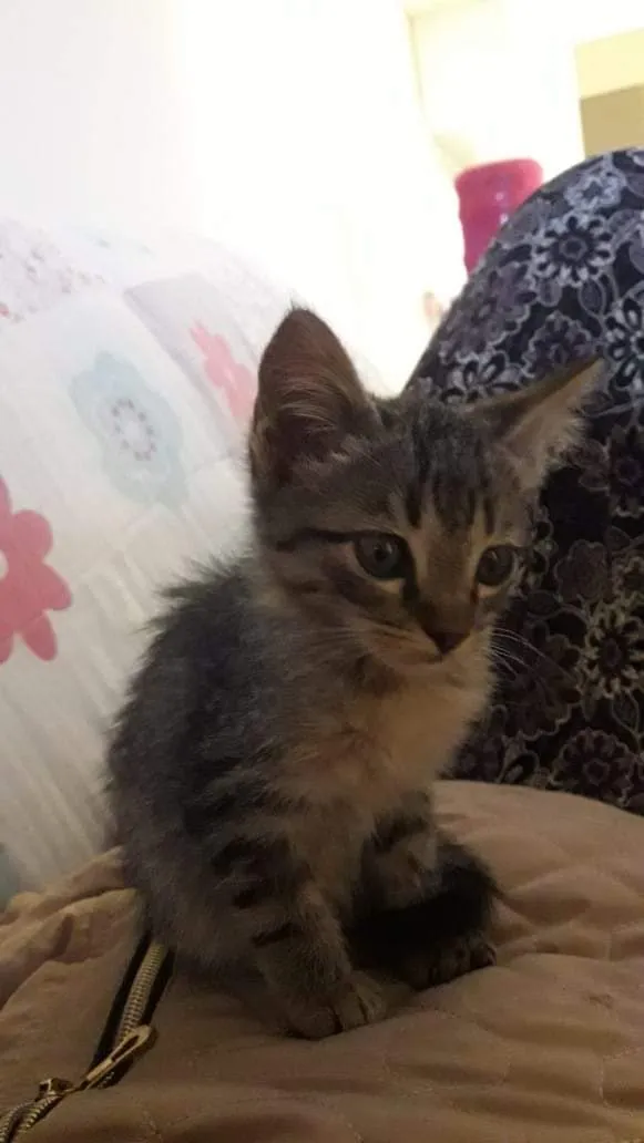 Gato ra a SRD-ViraLata idade 7 a 11 meses nome Theo e Tico