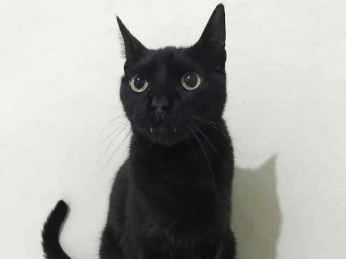 Gato raça SRD idade 3 anos nome Légolas