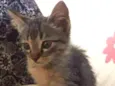 Theo e Tico