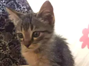 Gato raça SRD-ViraLata idade 7 a 11 meses nome Theo e Tico