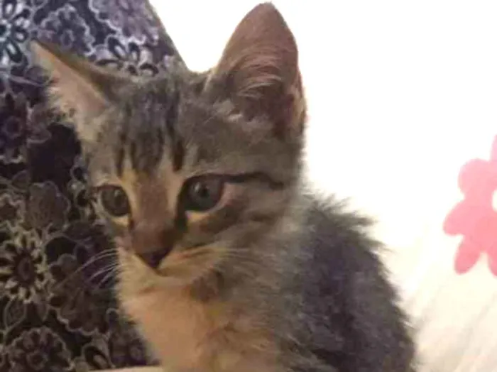 Gato ra a SRD-ViraLata idade 7 a 11 meses nome Theo e Tico
