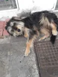 Peludinho 