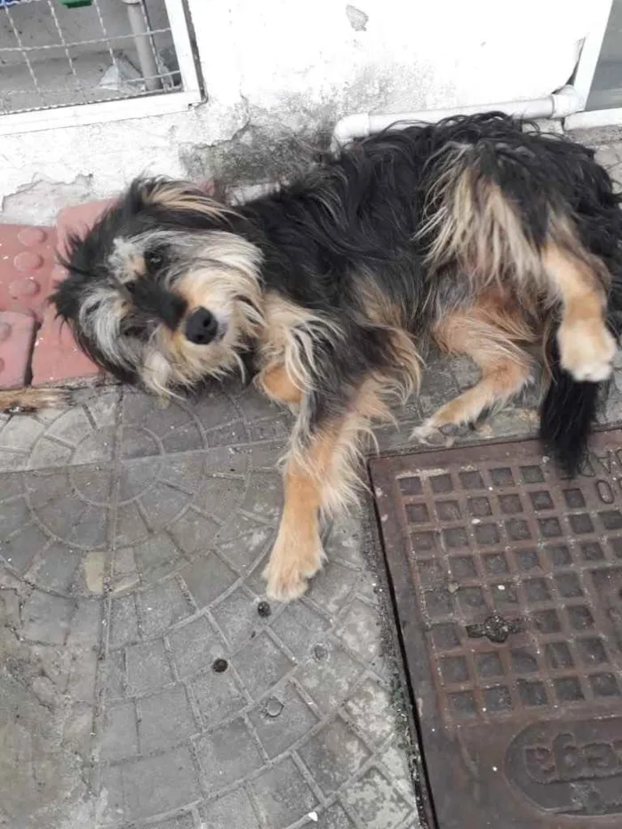 Cachorro ra a  idade 3 anos nome Peludinho 