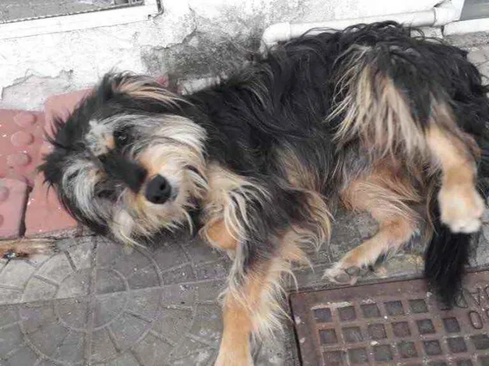 Cachorro ra a  idade 3 anos nome Peludinho 