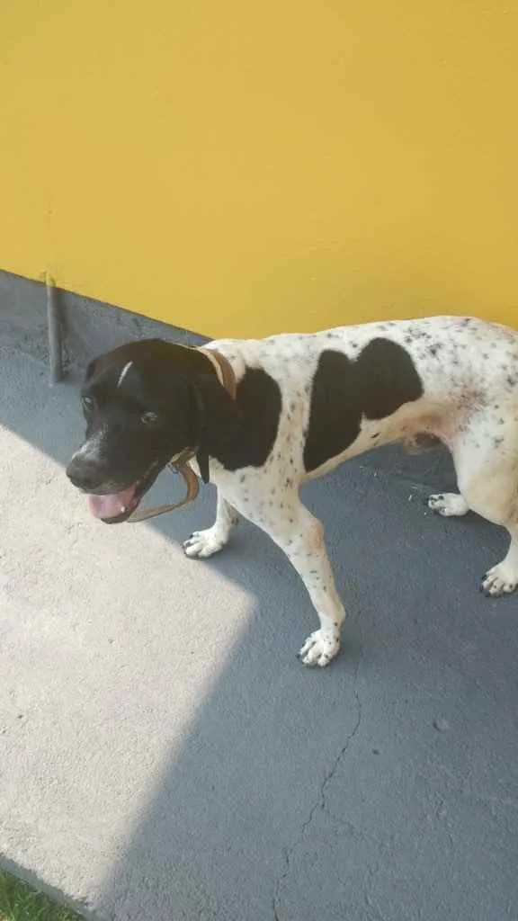 Cachorro ra a  idade 2 anos nome Não sei 