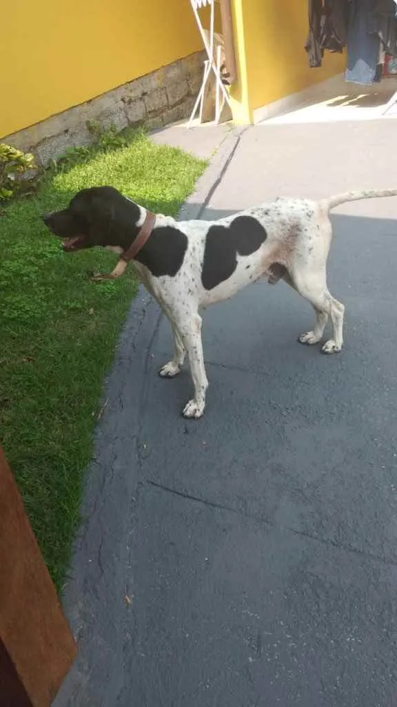 Cachorro ra a  idade 2 anos nome Não sei 