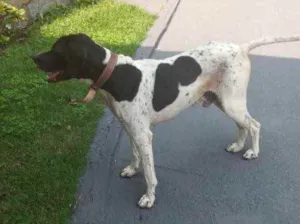 Cachorro raça  idade 2 anos nome Não sei 