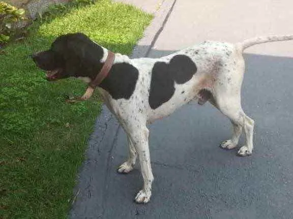 Cachorro ra a  idade 2 anos nome Não sei 