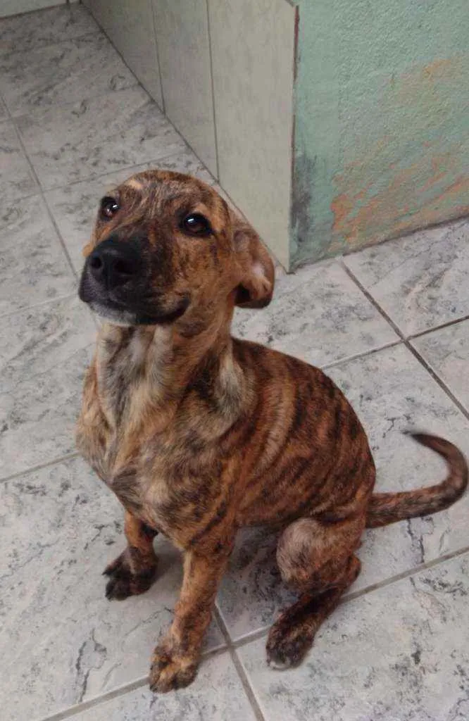 Cachorro ra a Indefinida idade 7 a 11 meses nome Zarah