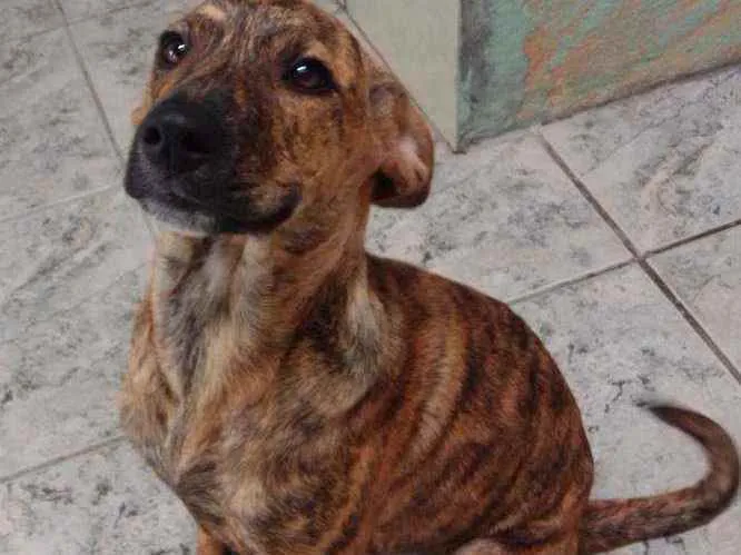 Cachorro ra a Indefinida idade 7 a 11 meses nome Zarah