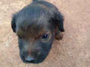 Cachorro raça Sem raça definida idade Abaixo de 2 meses nome Sem nome
