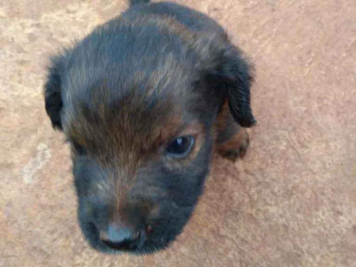 Cachorro ra a Sem raça definida idade Abaixo de 2 meses nome Sem nome