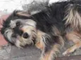 Peludinho 
