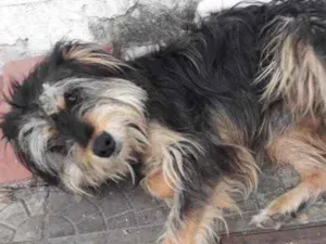 Cachorro raça  idade 3 anos nome Peludinho 