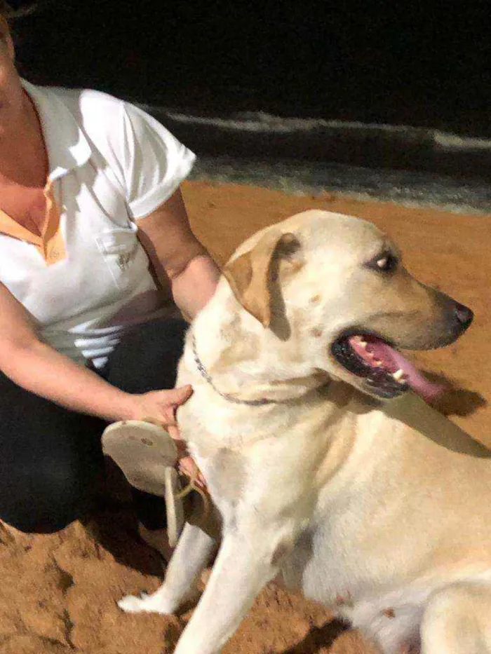 Cachorro raça Labrador idade 4 anos nome Cleo