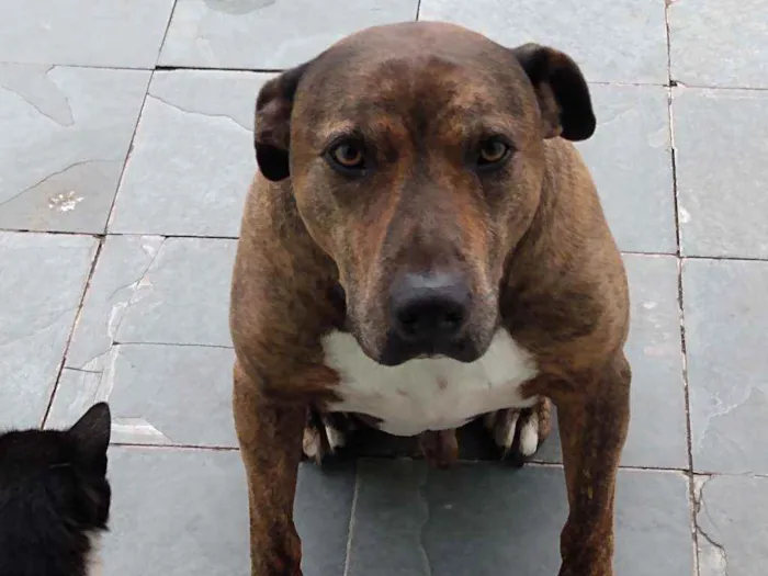 Cachorro ra a Mista idade 6 ou mais anos nome Josh