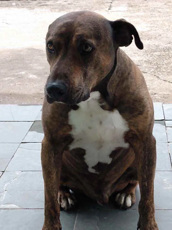 Cachorro ra a Mista idade 6 ou mais anos nome Josh