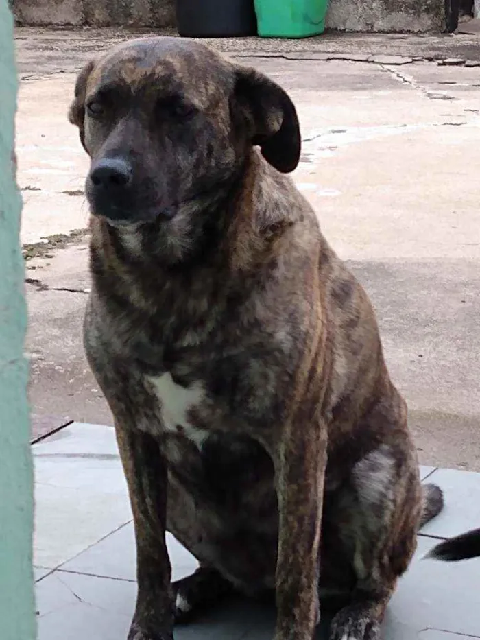 Cachorro ra a Mista idade 5 anos nome Sofia