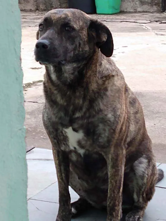 Cachorro ra a Mista idade 5 anos nome Sofia