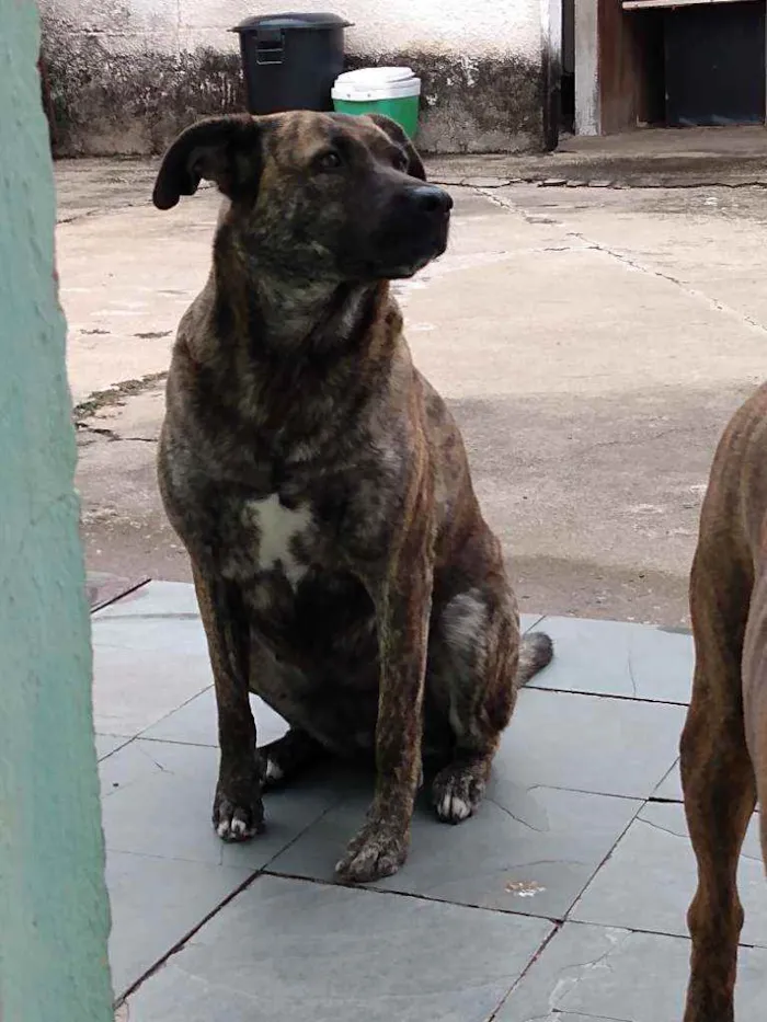 Cachorro ra a Mista idade 5 anos nome Sofia