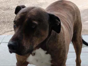 Cachorro raça Mista idade 6 ou mais anos nome Josh