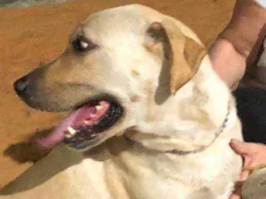 Cachorro raça Labrador idade 4 anos nome Cleo