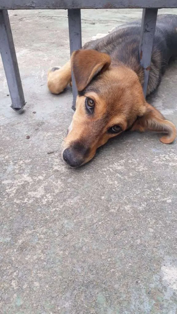 Cachorro raça vira lata idade 2 a 6 meses nome amora