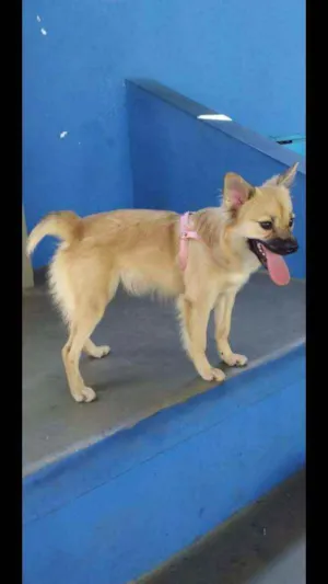 Cachorro raça Vira lata idade 2 a 6 meses nome Mel