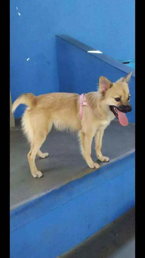 Cachorro ra a Vira lata idade 2 a 6 meses nome Mel