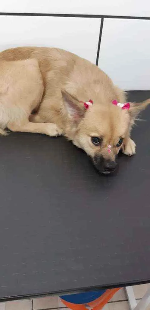 Cachorro ra a Vira lata idade 2 a 6 meses nome Mel