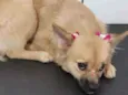 Mel